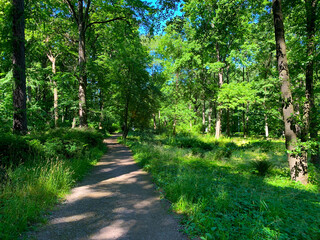 path in the woods