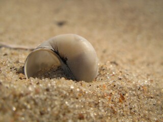 White shell filled with grains of sand lying on the beach, Gdansk, Poland