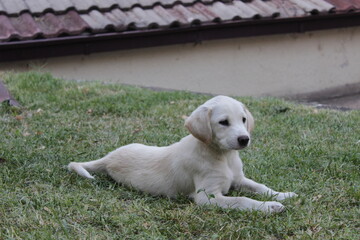 white puppy sitting on the grass