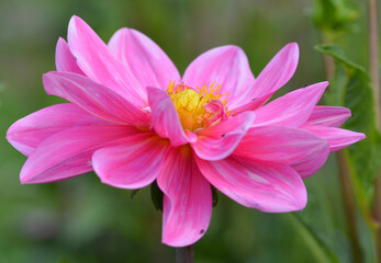 Obraz premium Dahlia