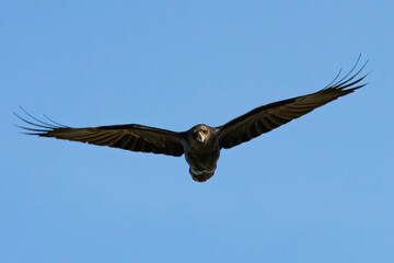 Red Desert Raven