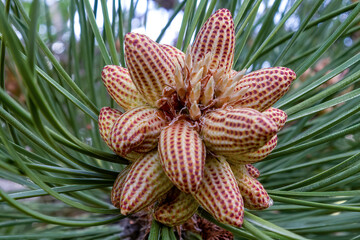 Growing Pine Cone