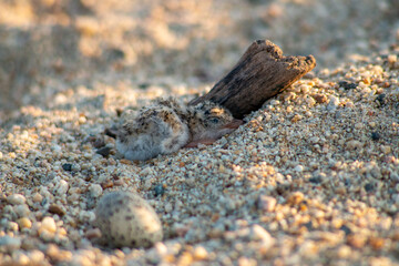 Baby Least Tern - Gallito Marino polluelo (Sternula Antillarum)