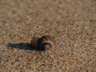Close up of brown snail shell on the beach sand, Gdansk, Poland