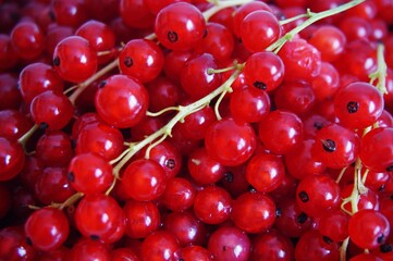 Red ribes. Ripe currant berries.