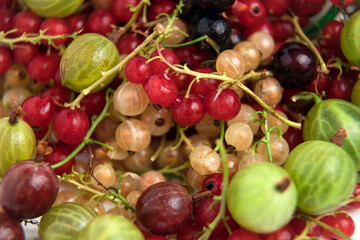 Assorted berries close-up. Ripe berries. Currants, black, red and white. Green and red gooseberries. Summer berry. Lots of vitamins.