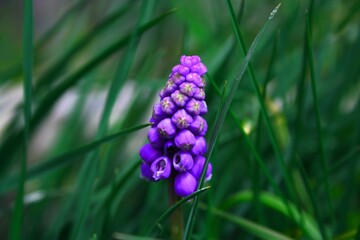 Purple Flower 