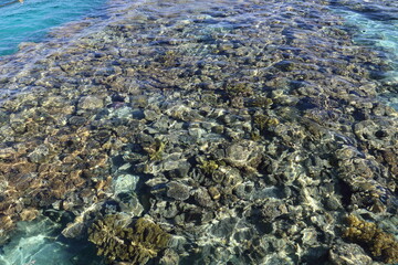 coral reef in the sea