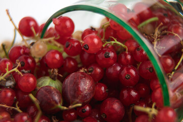 Red currant close-up. Ripe berries. Lots of vitamins.
