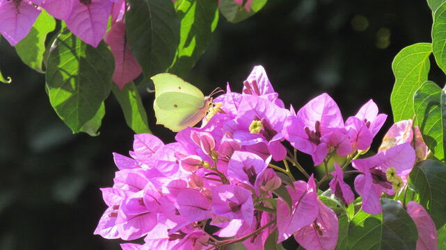 farfalla