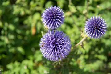 Stenotaenia elbursensis