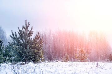 Winter forest with coniferous trees, with young pines in the snow in the winter time during the day. Nature calendar. Winter and christmas concept