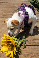 The Dog and a Sunflower