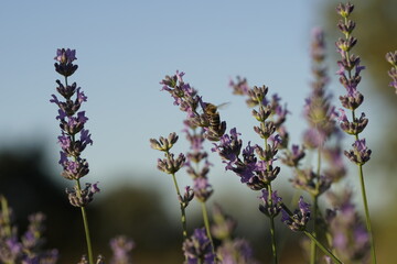 lavender