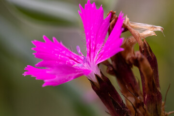 Karthäusernelke (Dianthus carthusianorum)