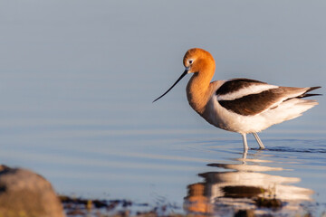 American avocet