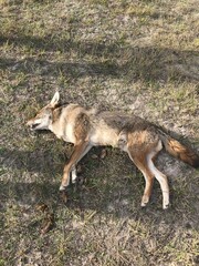 Dead coyote.