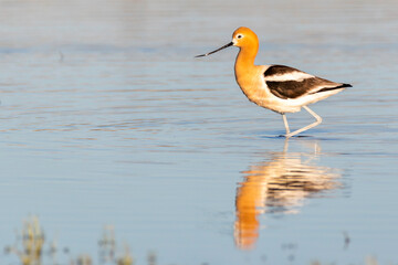 American avocet