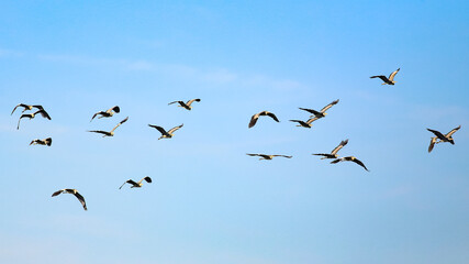 Flock of grey herons