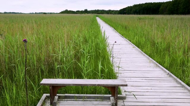 Wooden bench on rest place at boardwalk trail through wetland grassy area. Plumeless thistle plant next to bench. Nobody. Polesie National Park, Poland, Europe.