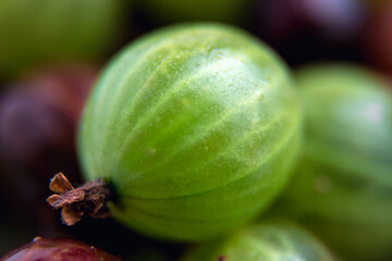 Gooseberry close-up. Ripe berries. Green and red gooseberries. Summer berry. Lots of vitamins.