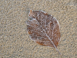 Frosted leaf of the European beech (Fagus sylvatica) on the beach sand, Gdansk, Poland