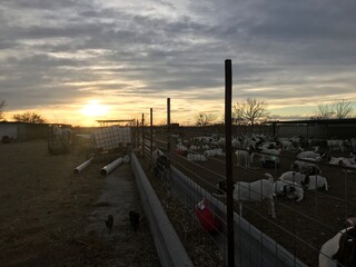 Sunset in the farm. Boer goats and Dorper sheep.