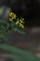 yellow flower on green background,Kerala India .