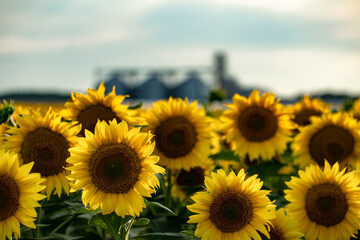 sunflower field on the background of the elevator