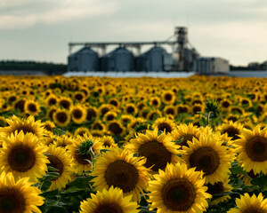 sunflower field on the background of the elevator