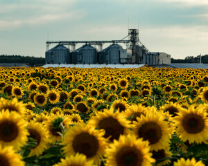 sunflower field on the background of the elevator