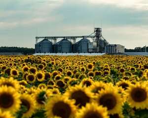 sunflower field on the background of the elevator