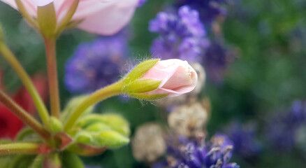 Pink flower bud