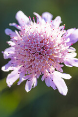 Close-up of the Caucasian pincushion flower with small dew drops. Scabiosa columbaria.