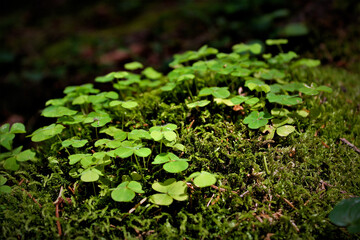 close up of green moss
