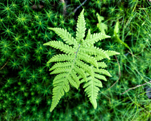 Abstract image of ferns as seen in a dense forest of gothenburg sweden