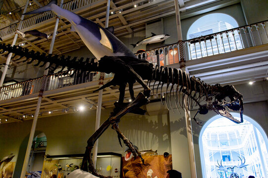 EDINBURGH, SCOTLAND - JULY 17, 2016: Tyrannosaurus rex sceleton at the National Museum of Scotland. It was renovated in 2011