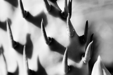 Prickly pear cactus detail with shadows close up in black and white.