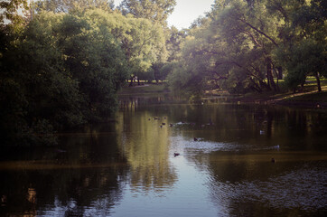 Fototapeta na wymiar A Small Pond In The City Park.