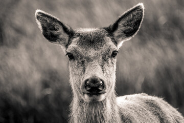 A black and white closeup of a Roe deer