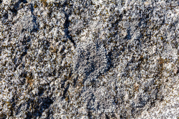 Lichen on granite