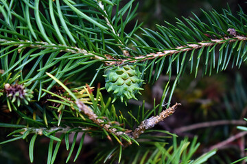 young spruce branch, young needles