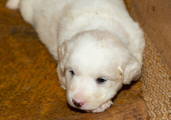 Young dogs. Small puppies get to know the world around them.