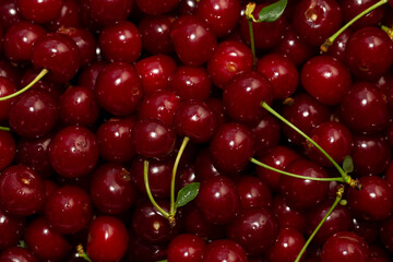 Ripe cherry. Background of red berries.