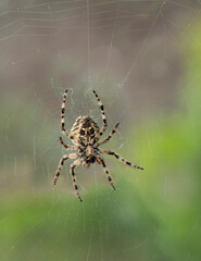 Araneus circe is a genus of common orb-weaving spiders.