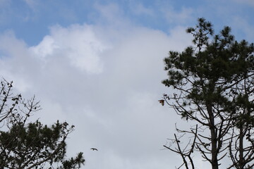 Hawk flying over the pine grove