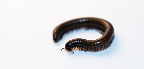 Black millipede. Julida is an ordermillipedes.