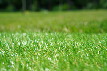 Fototapeta na wymiar Artificial grass at the yard. Blurred background.