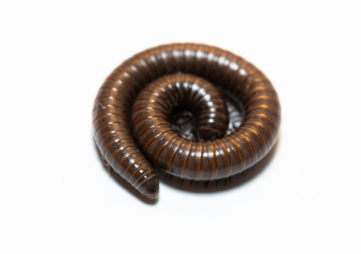Black millipede. Julida is an ordermillipedes.