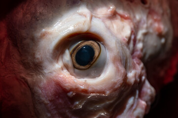 Sheep meat in water. The head of the animal without the skin. The eye of a slaughtered animal. Price for meat-eating.